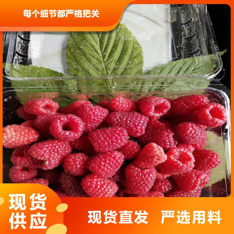 树莓红石榴苗基地厂家实力雄厚