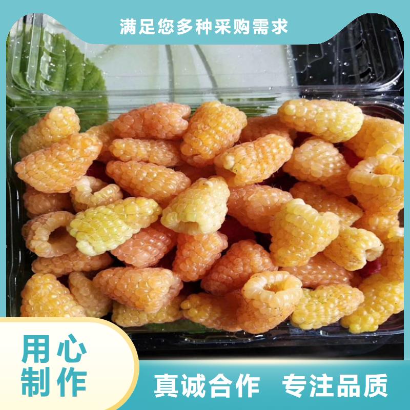 树莓【樱桃苗】专注细节更放心