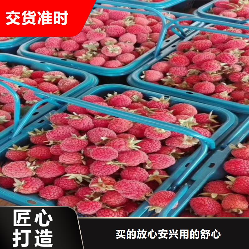 树莓苹果苗诚信厂家