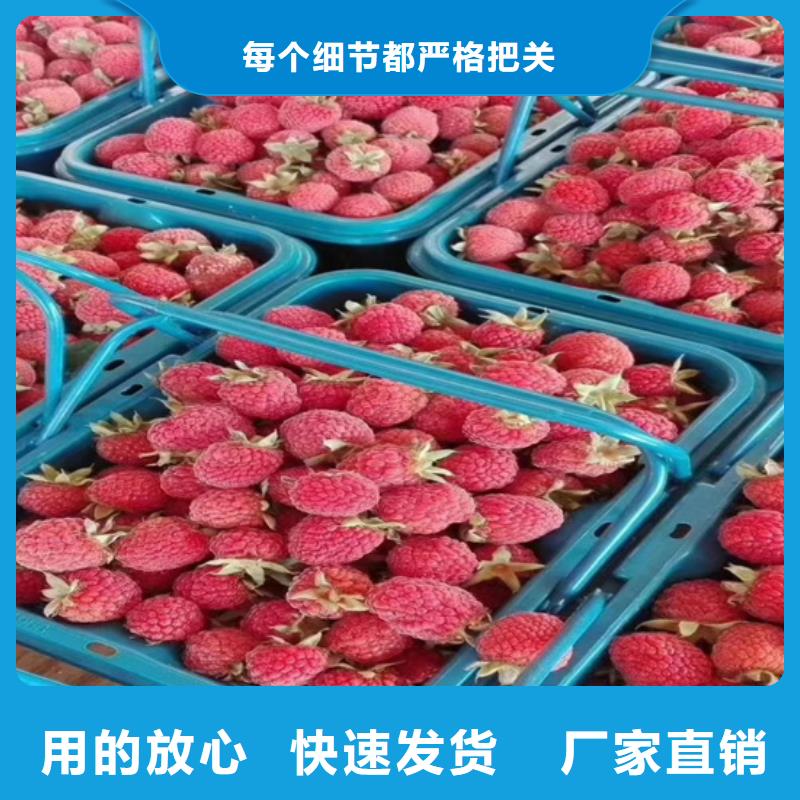 树莓-苹果苗实力厂家