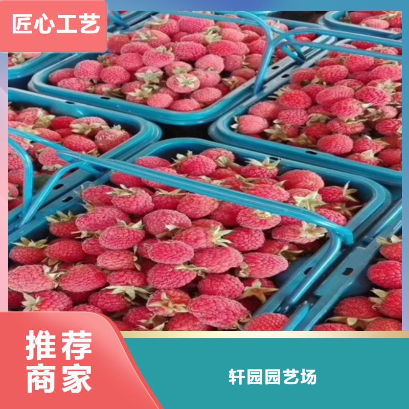 树莓_樱桃苗匠心工艺