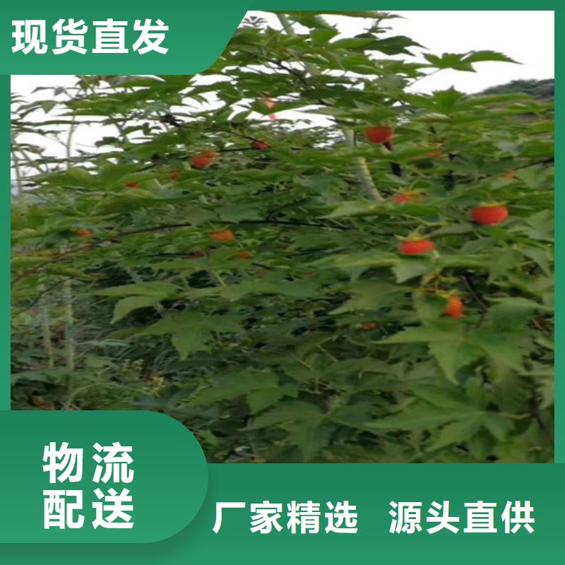 树莓猕猴桃苗安心购