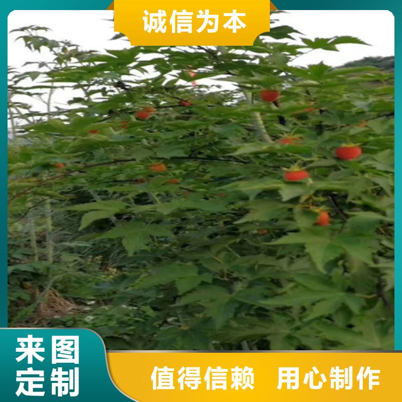 树莓樱桃苗免费获取报价