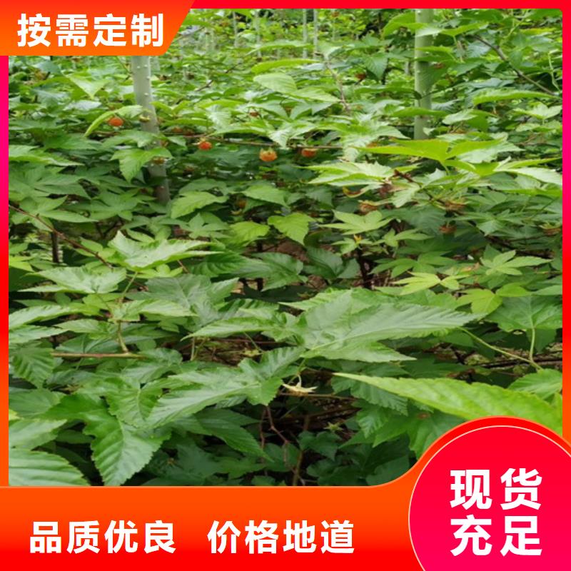 树莓苹果苗客户信赖的厂家