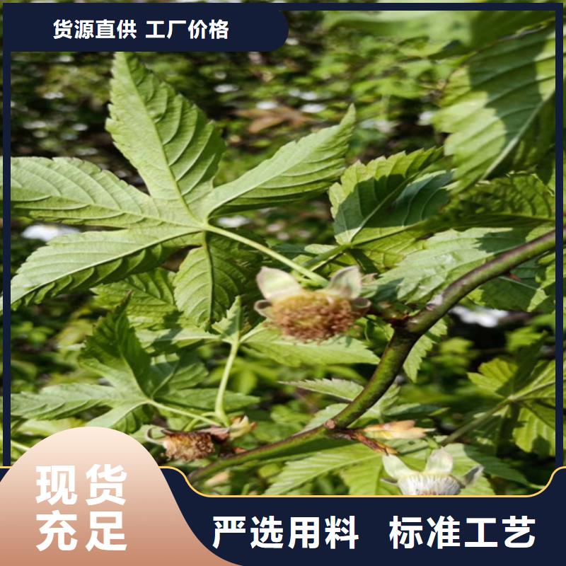 树莓草莓苗厂家直接面向客户