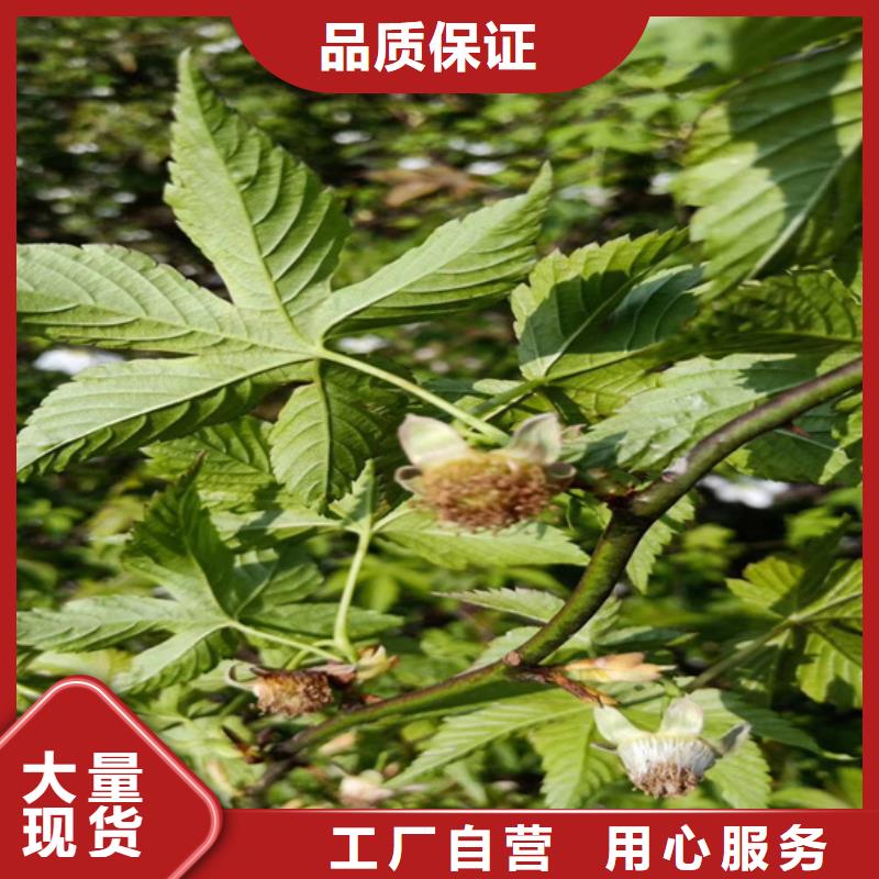 树莓猕猴桃苗安心购