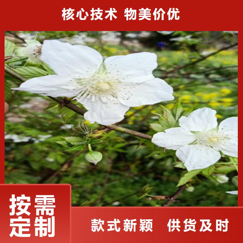 树莓【3公分软籽石榴苗】厂家
