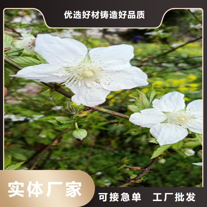 【树莓樱桃苗研发生产销售】