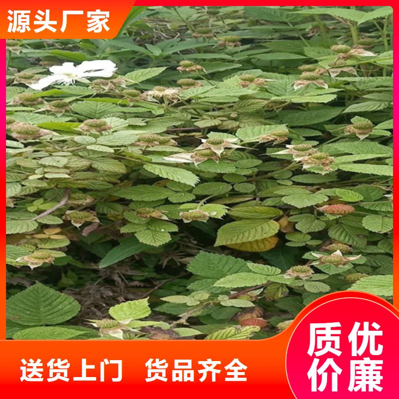 树莓草莓苗厂家直接面向客户