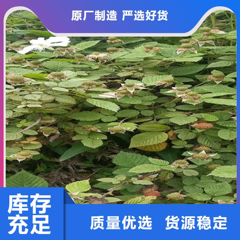 树莓石榴苗工厂采购