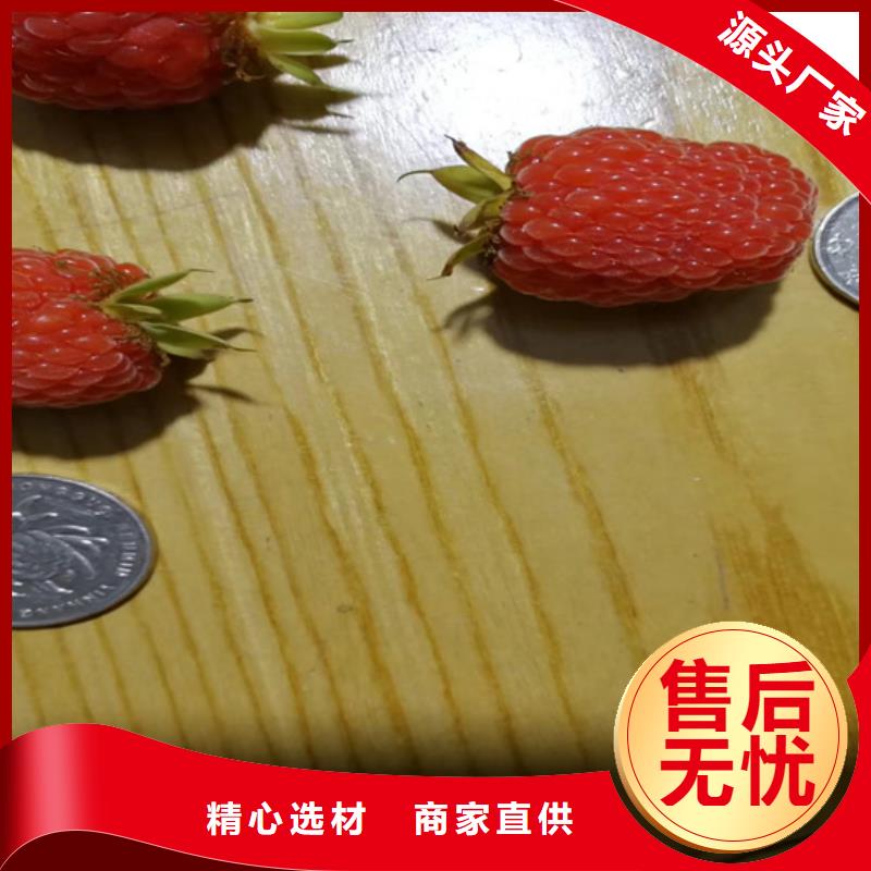 树莓【猕猴桃苗】满足您多种采购需求
