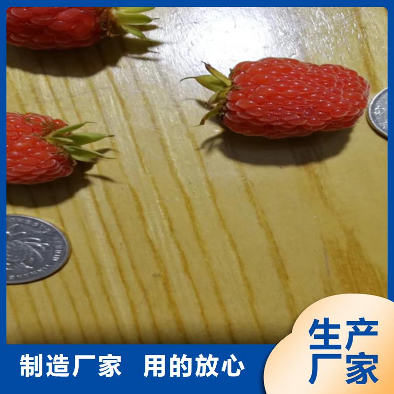 树莓_樱桃苗真正让利给买家
