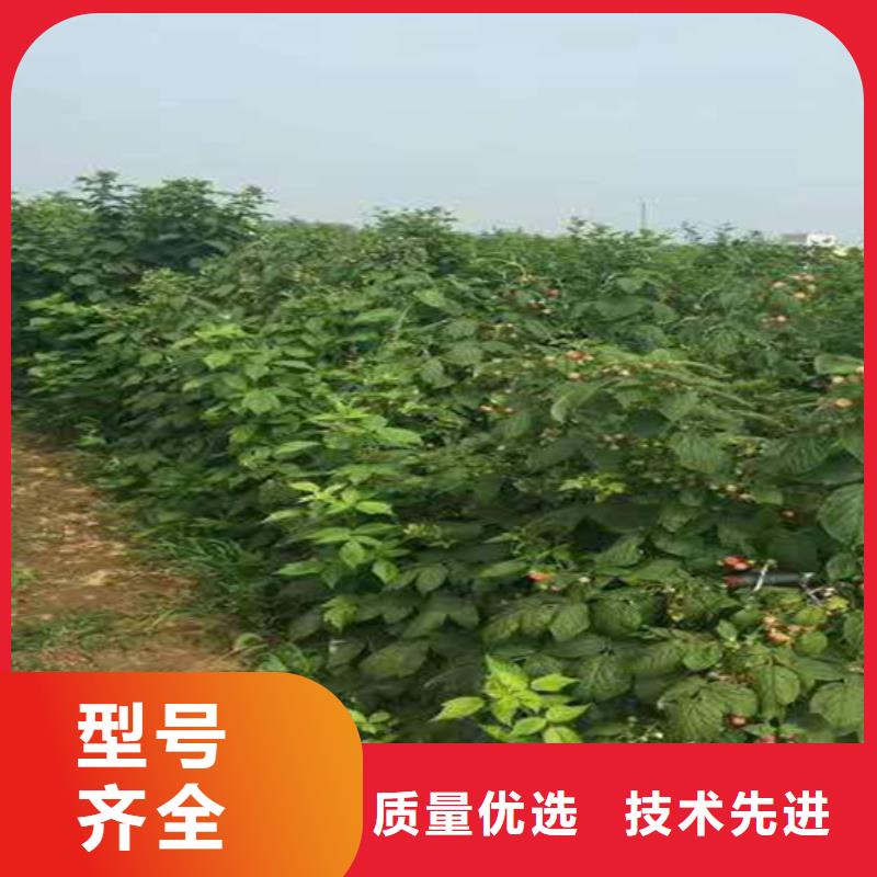 树莓桃树苗选择我们选择放心