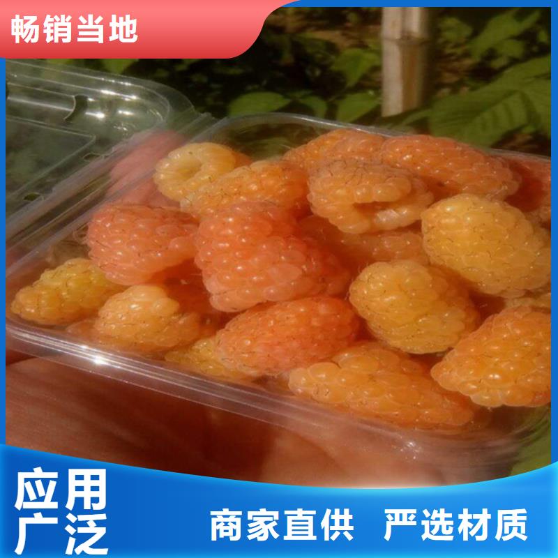 树莓桃树苗用心做好细节