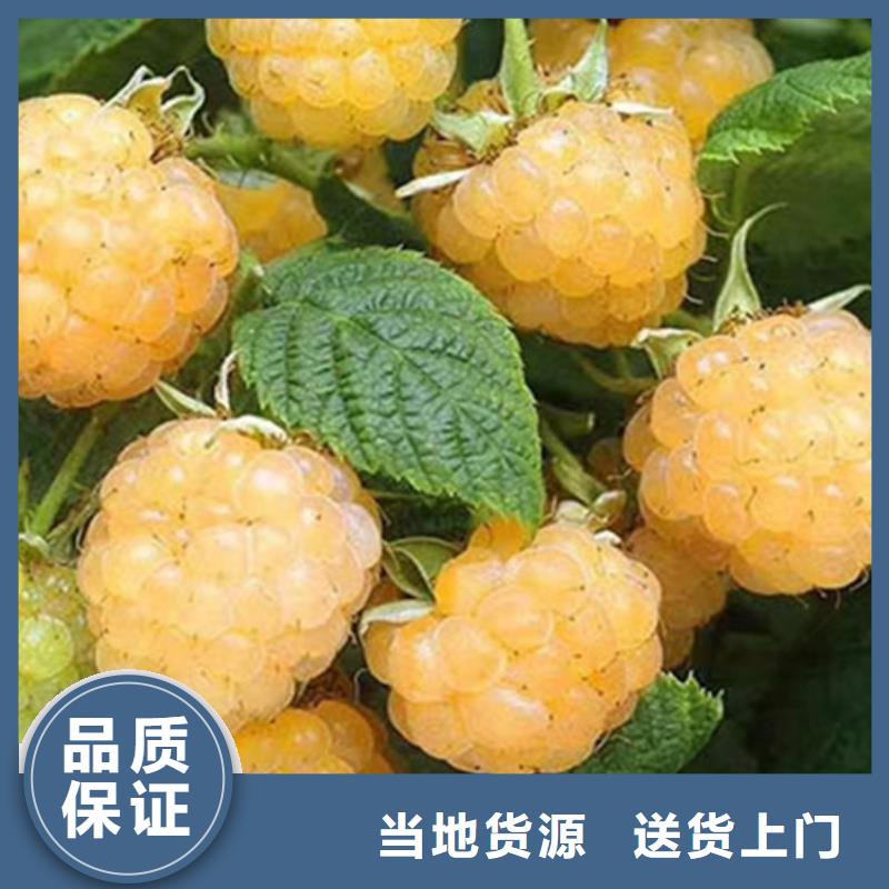 树莓梨树苗产品性能