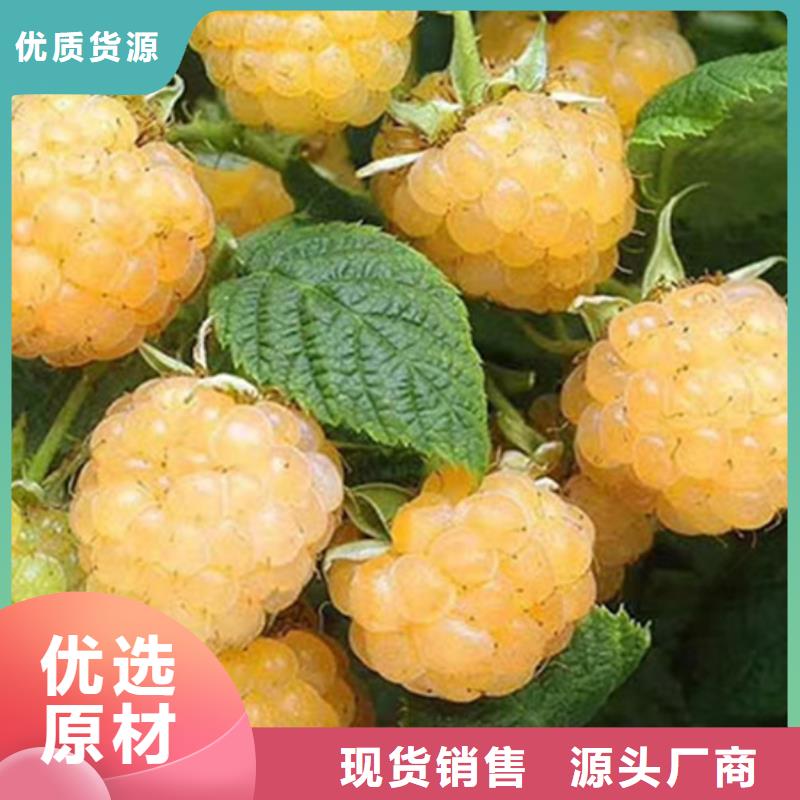 树莓桃树苗国标检测放心购买