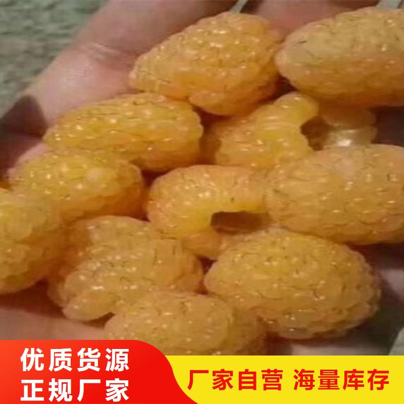 树莓苹果苗客户信赖的厂家