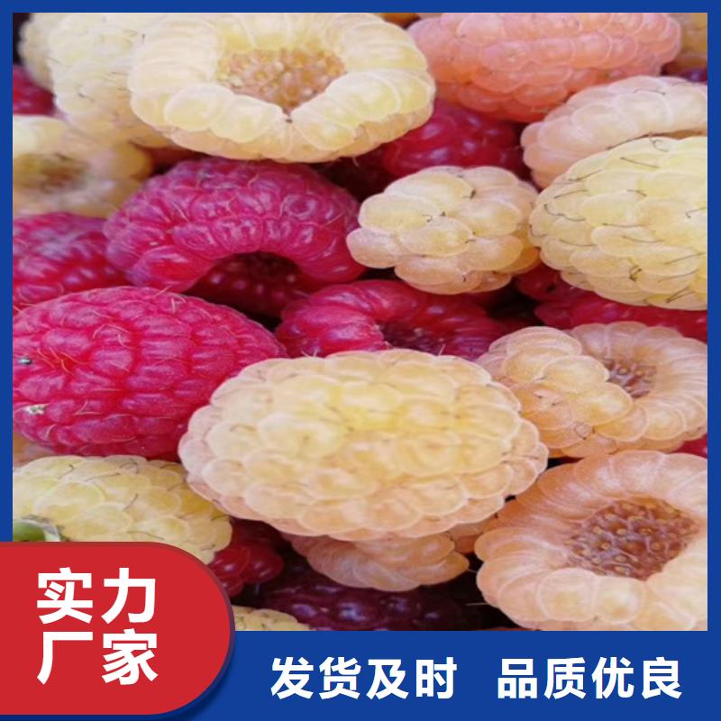 树莓草莓苗厂家直接面向客户