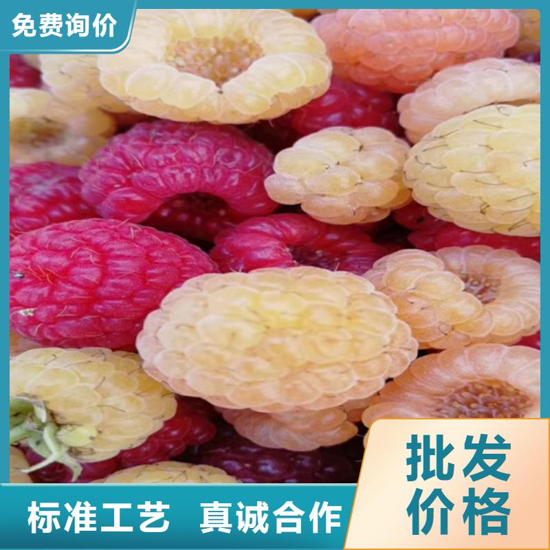 树莓-石榴苗用好材做好产品