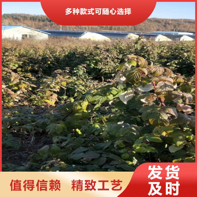 树莓,草莓苗符合行业标准