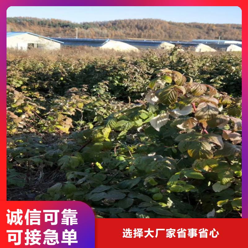 【树莓】樱桃苗合作共赢