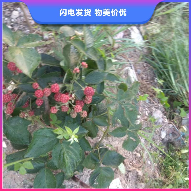 树莓_樱桃苗匠心工艺