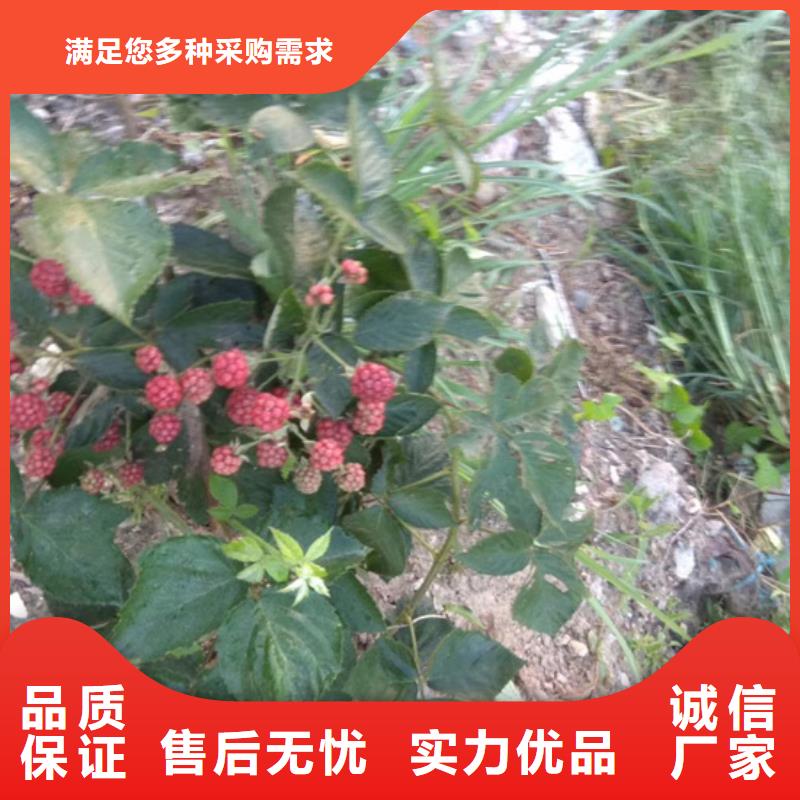 树莓-樱桃苗现货实拍