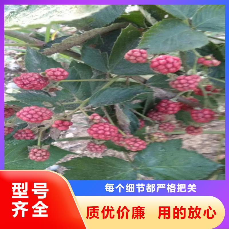 树莓猕猴桃苗安心购