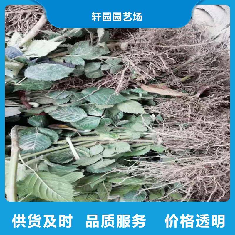 树莓梨树苗实体诚信经营