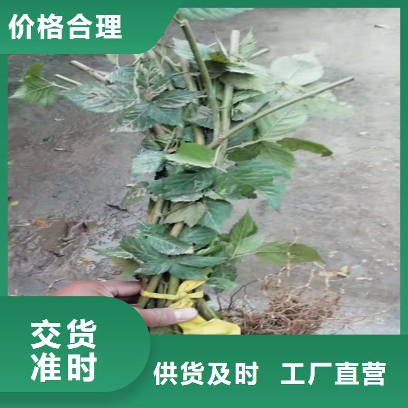 树莓_【苹果苗】质量优选