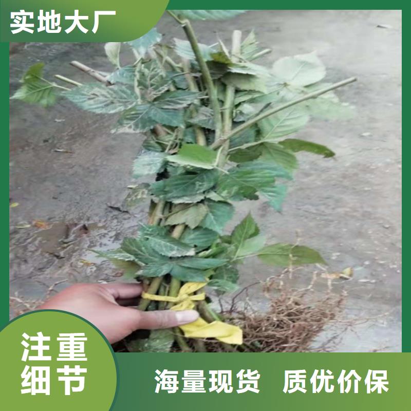 树莓猕猴桃苗安心购