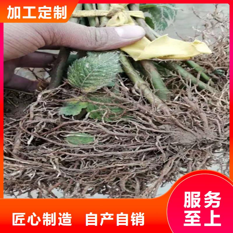 树莓,北美冬青源头厂源头货
