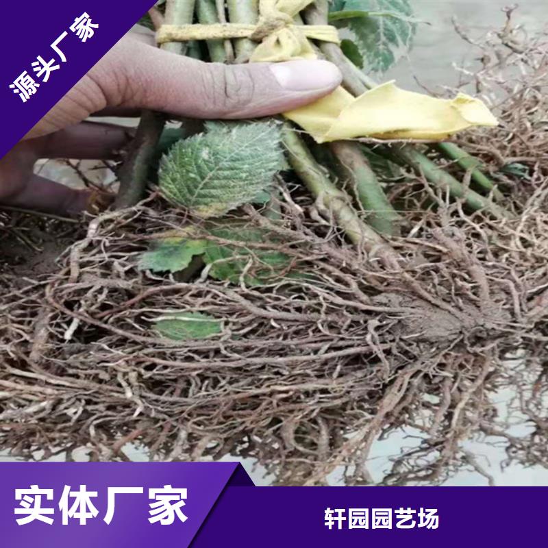 树莓苹果苗品牌专营
