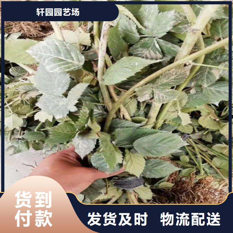 树莓_樱桃苗专业生产团队
