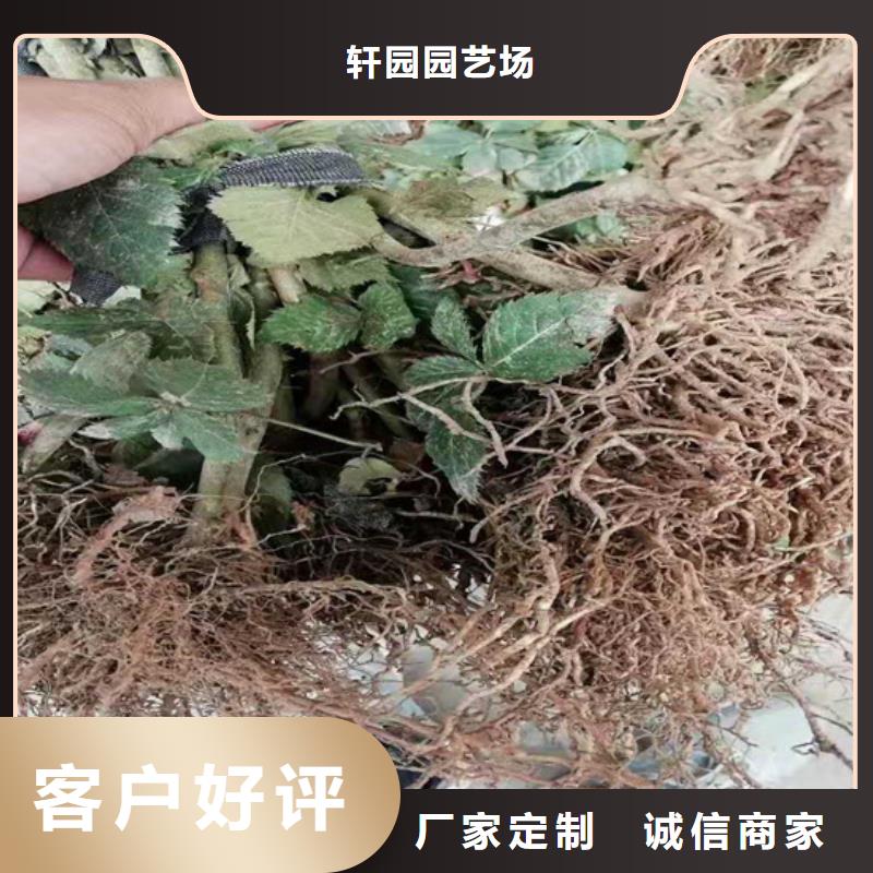 树莓_樱桃苗专业生产团队