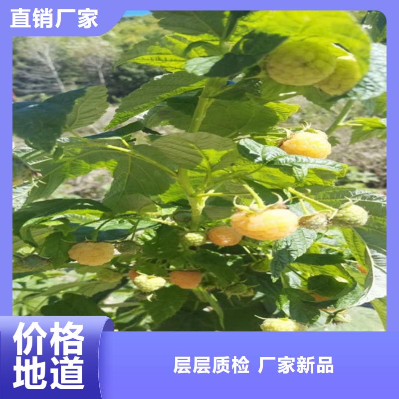 树莓草莓苗厂家直接面向客户