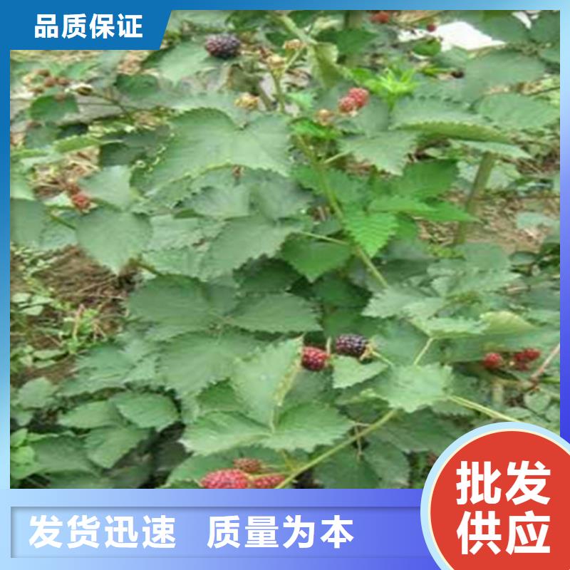 【树莓,蓝莓苗信誉至上】