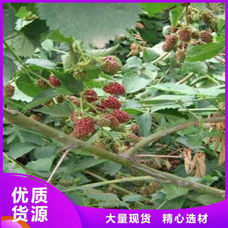 树莓石榴苗工厂采购