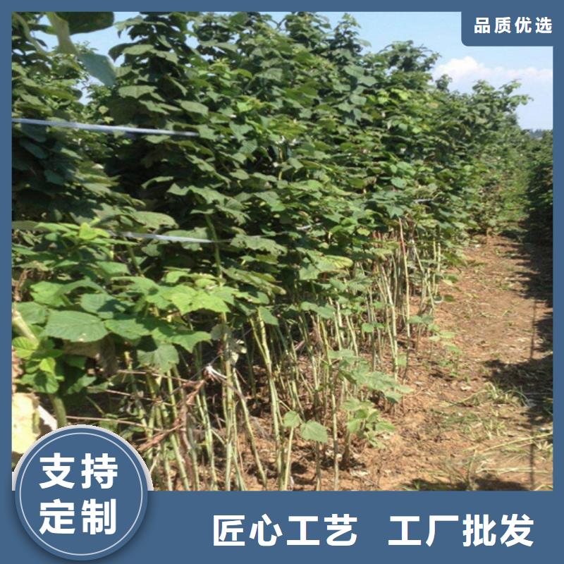 树莓【3公分软籽石榴苗】厂家