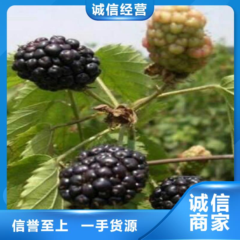 树莓_苹果苗自有生产工厂