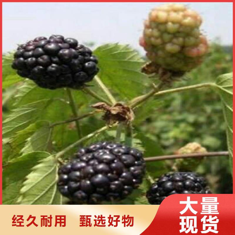【树莓樱桃苗研发生产销售】