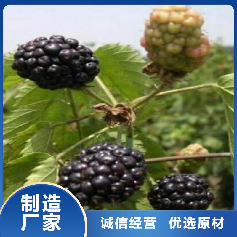 树莓-石榴苗用好材做好产品