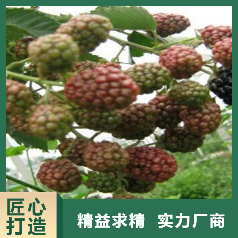 树莓石榴苗工厂采购
