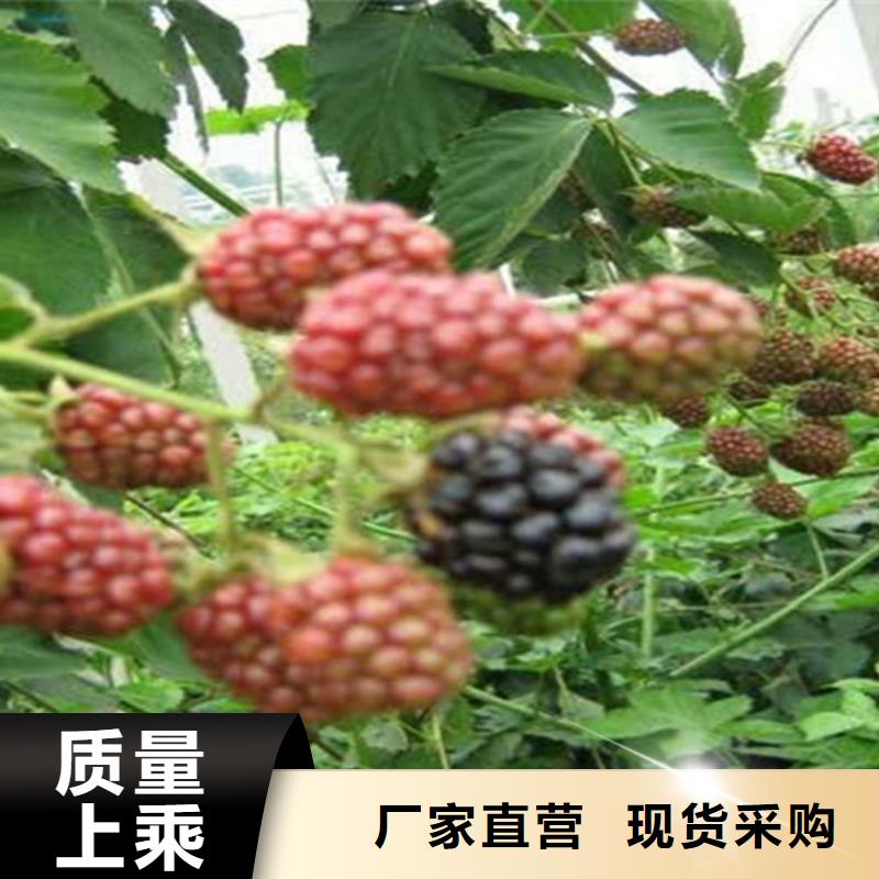 树莓_【苹果苗】质量优选