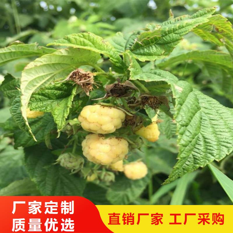 树莓石榴苗工厂采购