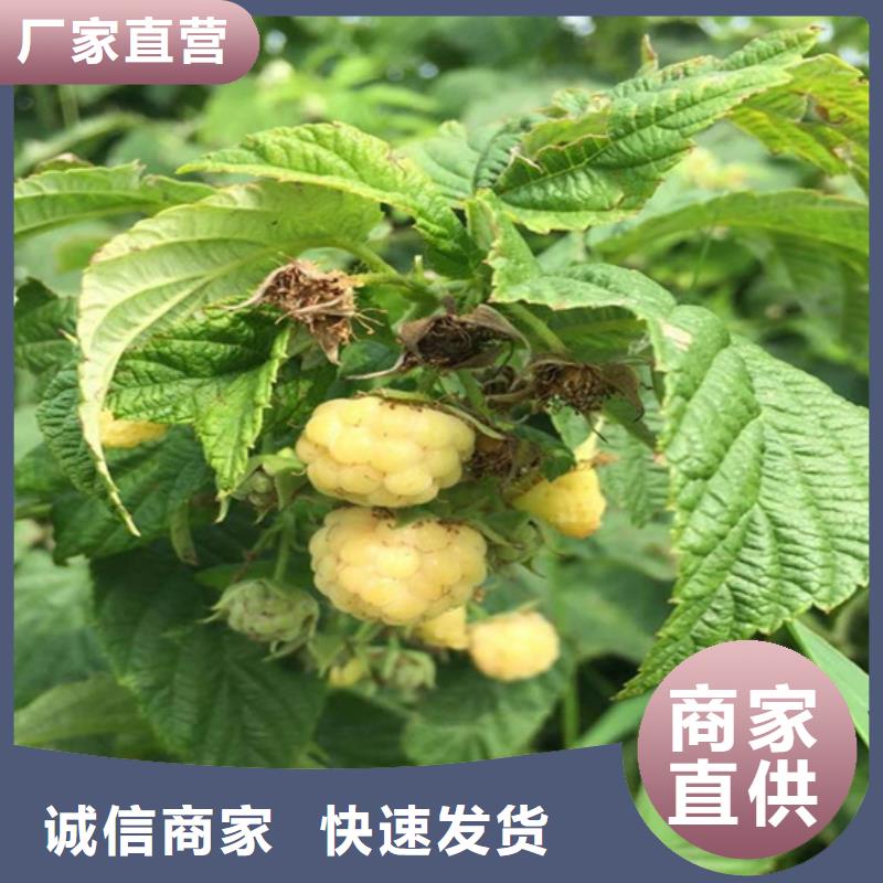 树莓草莓苗厂家直接面向客户