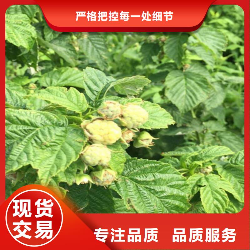 【树莓】樱桃苗合作共赢
