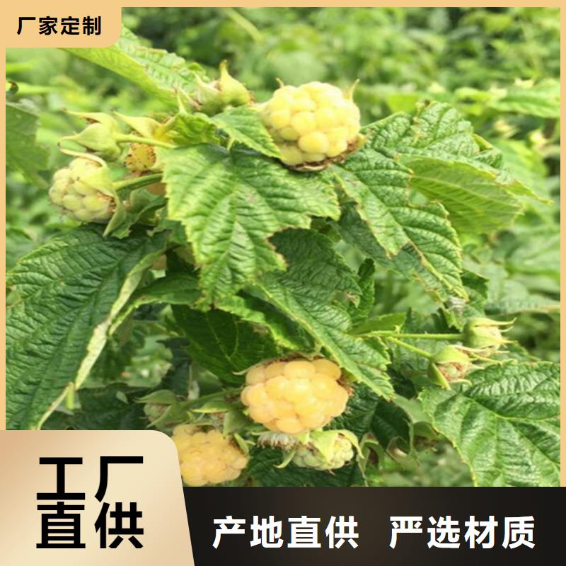 【树莓樱桃苗研发生产销售】