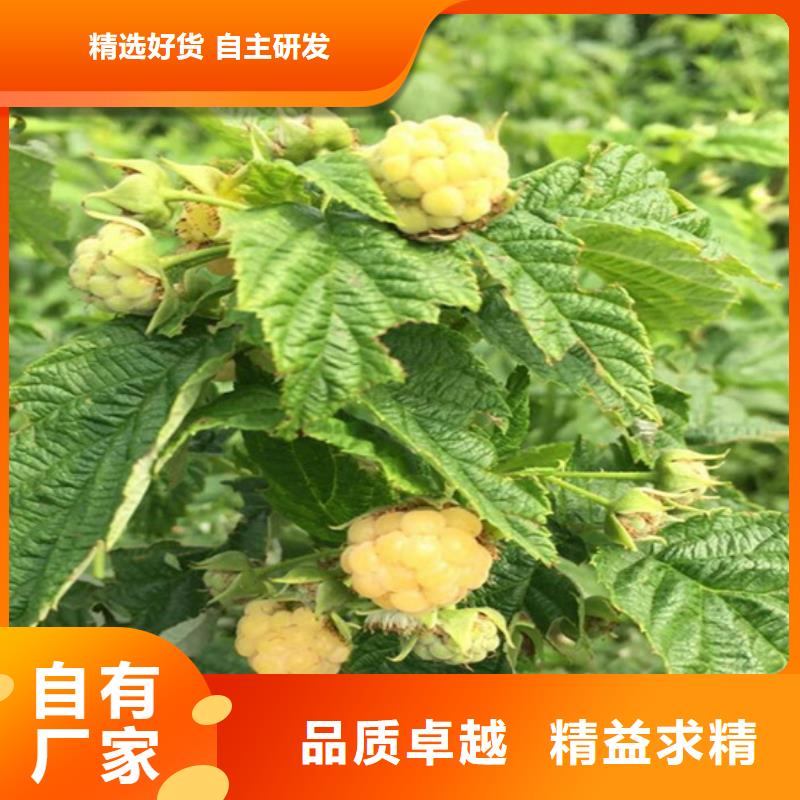 树莓桃树苗国标检测放心购买