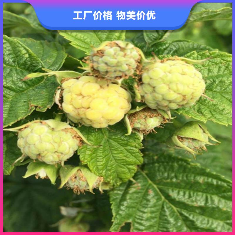 树莓樱桃苗免费获取报价